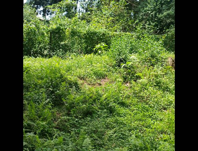 6,000M² VACANT LAND FOR SALE IN CLIFTON PARK